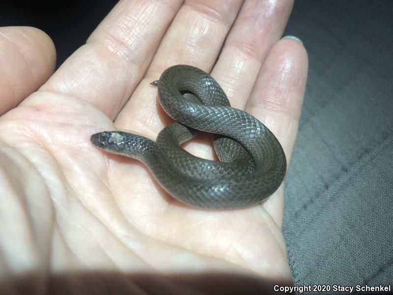 Smooth Earthsnake (Virginia valeriae)