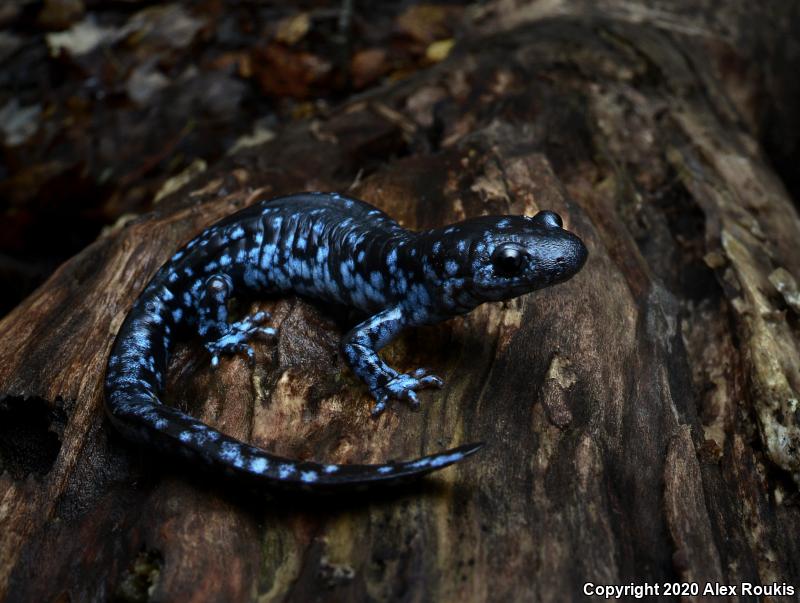 Blue-spotted Salamander (Ambystoma laterale)