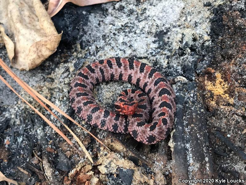 Carolina Pigmy Rattlesnake (Sistrurus miliarius miliarius)