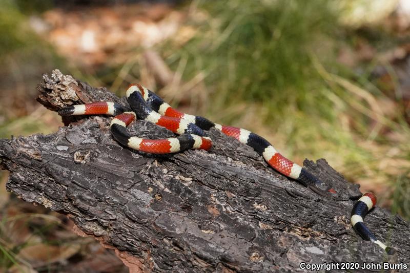 Arizona Coralsnake (Micruroides euryxanthus euryxanthus)