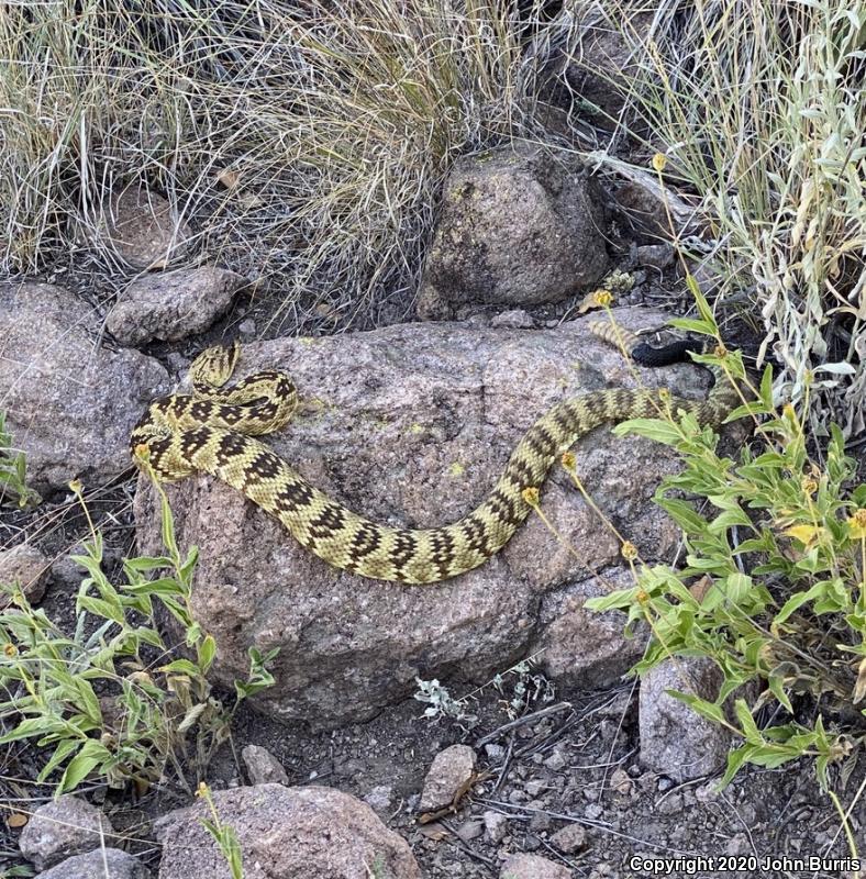 Northern Black-tailed Rattlesnake (Crotalus molossus molossus)