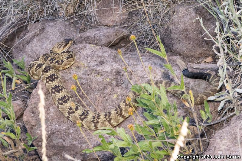 Northern Black-tailed Rattlesnake (Crotalus molossus molossus)