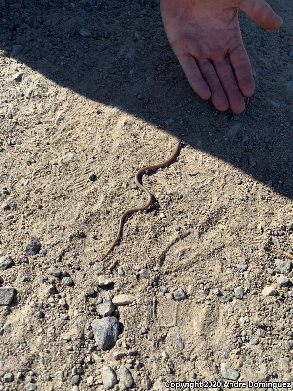 Western Black-headed Snake (Tantilla planiceps)