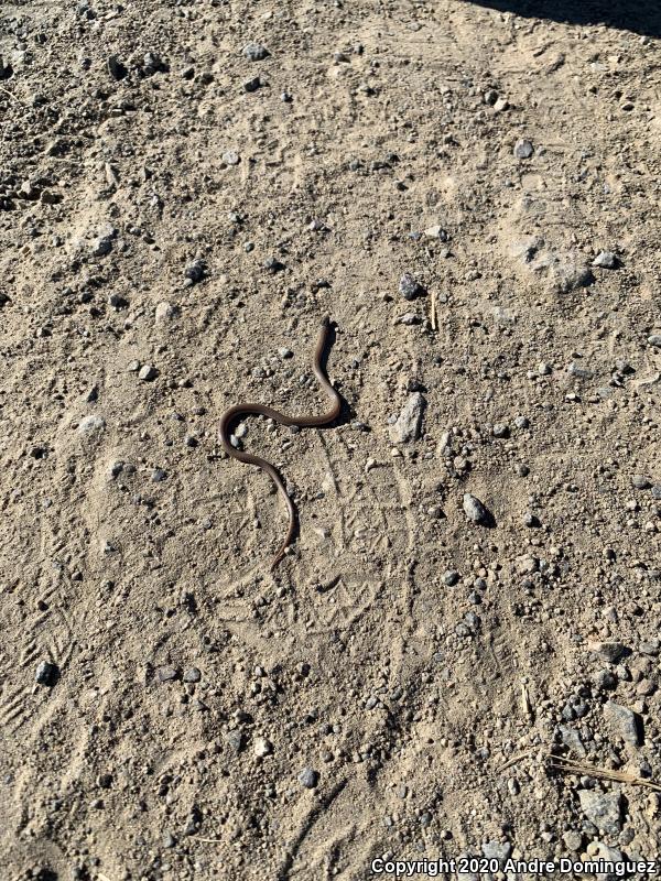 Western Black-headed Snake (Tantilla planiceps)