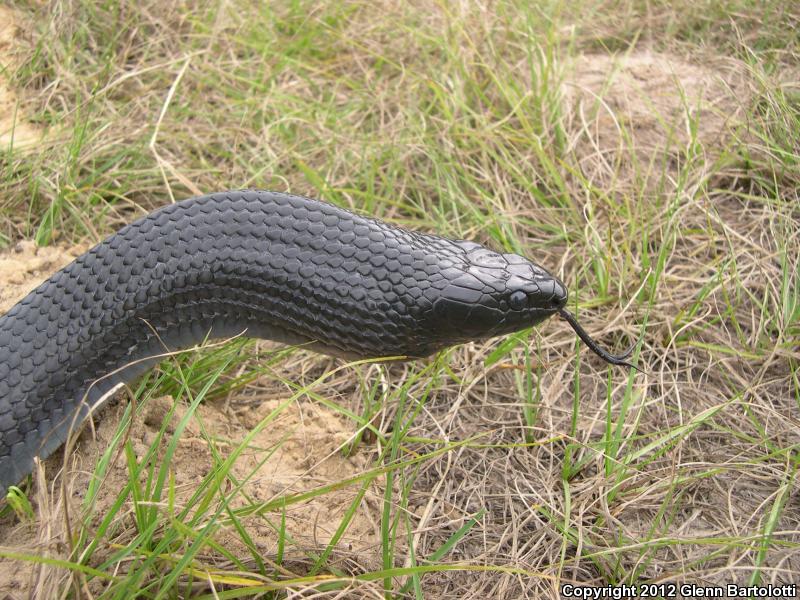 Eastern Indigo Snake (Drymarchon couperi)