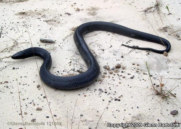 Eastern Indigo Snake (Drymarchon couperi)