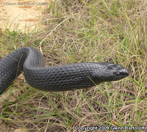 Eastern Indigo Snake (Drymarchon couperi)