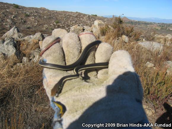 California Striped Racer (Coluber lateralis lateralis)