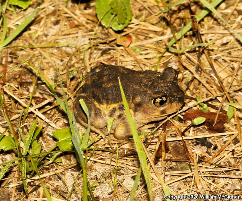 Eastern Spadefoot (Scaphiopus holbrookii)