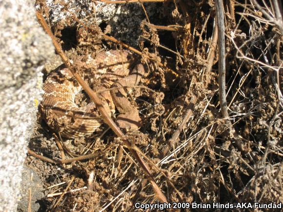 Red Diamond Rattlesnake (Crotalus ruber)