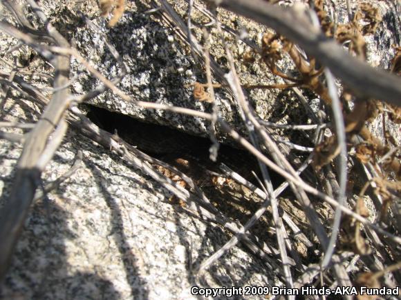 Red Diamond Rattlesnake (Crotalus ruber)