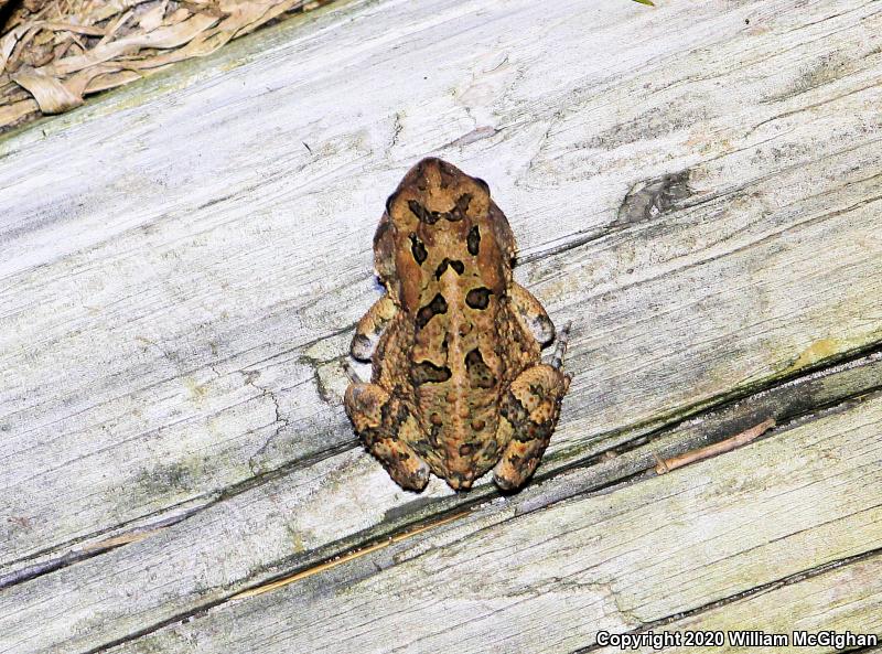 Southern Toad (Anaxyrus terrestris)