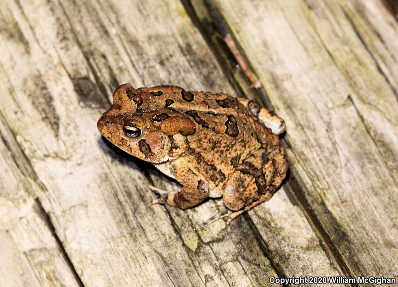 Southern Toad (Anaxyrus terrestris)