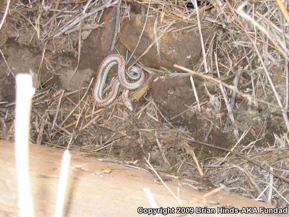 Coastal Rosy Boa (Lichanura trivirgata roseofusca)