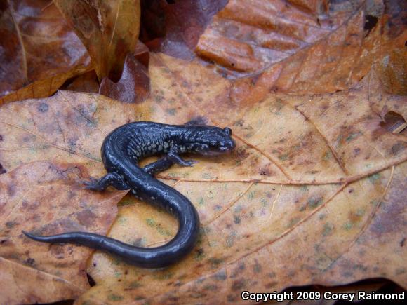 Atlantic Coast Slimy Salamander (Plethodon chlorobryonis)