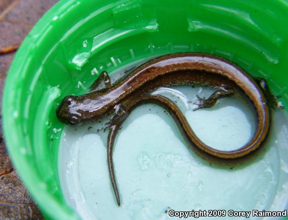 Chamberlain's Dwarf Salamander (Eurycea chamberlaini)