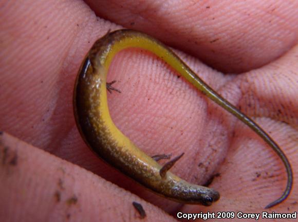 Chamberlain's Dwarf Salamander (Eurycea chamberlaini)