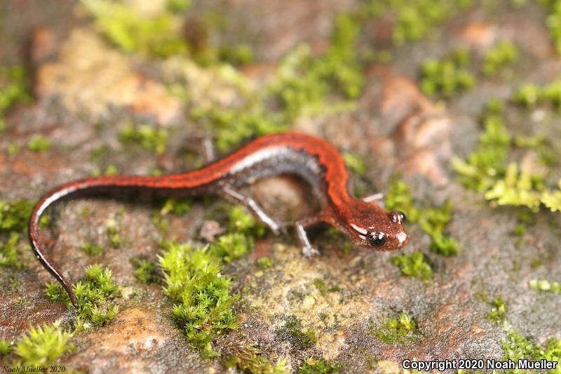 Northern Zigzag Salamander (Plethodon dorsalis)