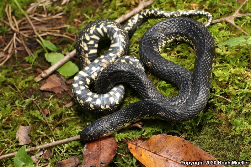 Black Kingsnake (Lampropeltis getula nigra)