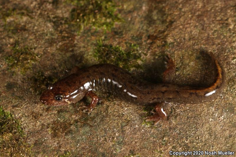 Spotted Dusky Salamander (Desmognathus conanti)