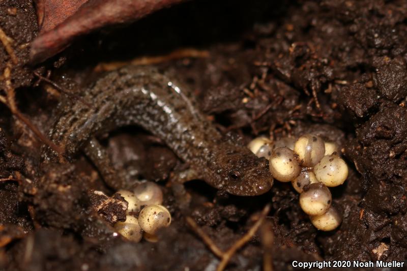 Spotted Dusky Salamander (Desmognathus conanti)