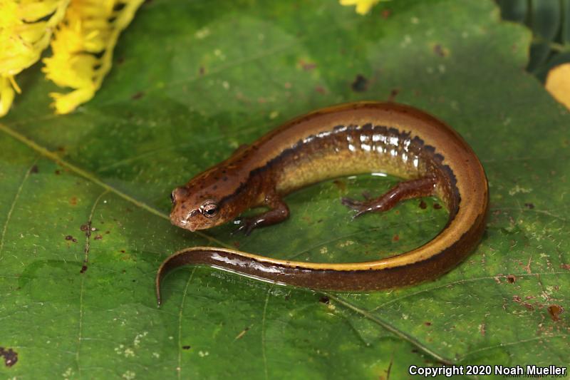 Dark-sided Salamander (Eurycea aquatica)