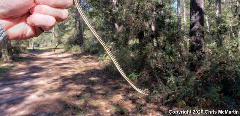 Gulf Coast Ribbonsnake (Thamnophis proximus orarius)