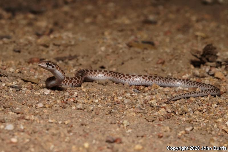 Painted Desert Glossy Snake (Arizona elegans philipi)