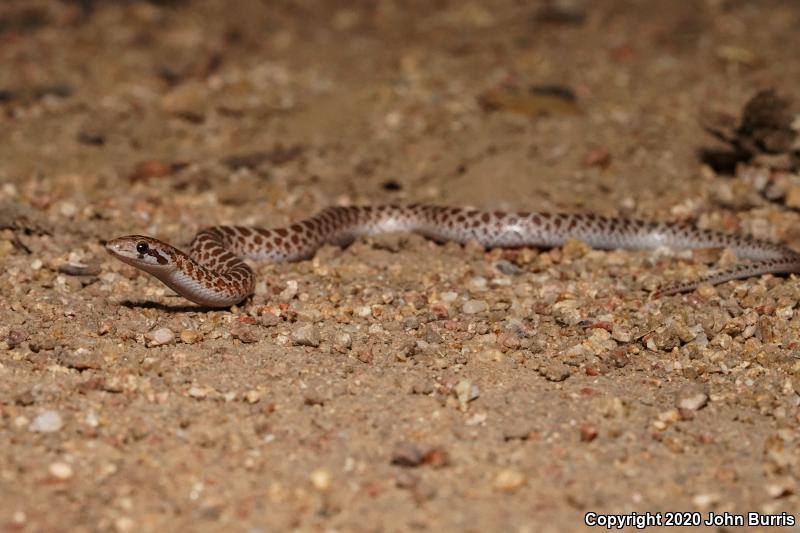 Painted Desert Glossy Snake (Arizona elegans philipi)