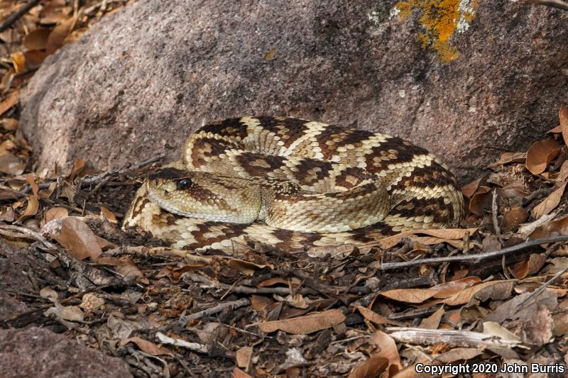 Northern Black-tailed Rattlesnake (Crotalus molossus molossus)