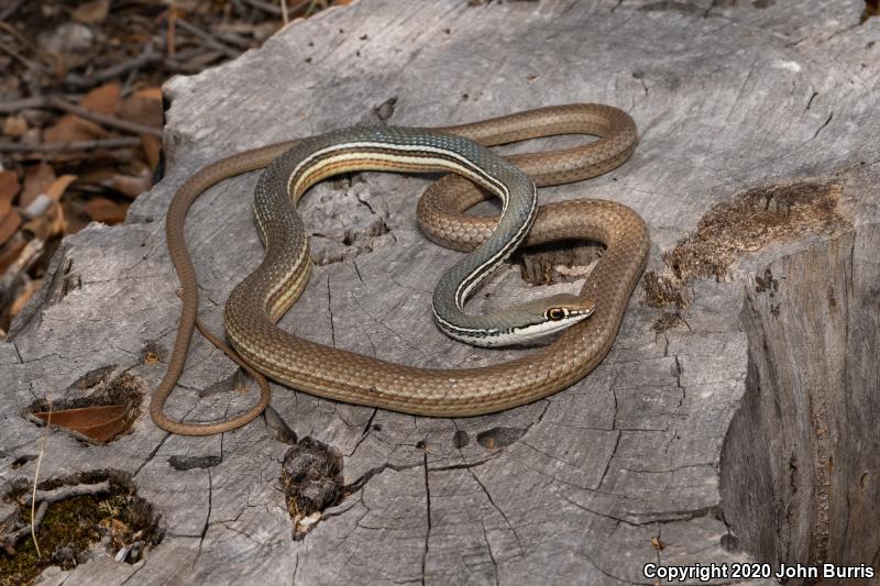 Sonoran Whipsnake (Coluber bilineatus)