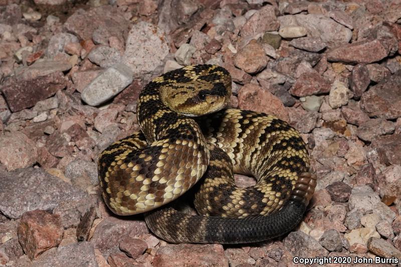 Northern Black-tailed Rattlesnake (Crotalus molossus molossus)
