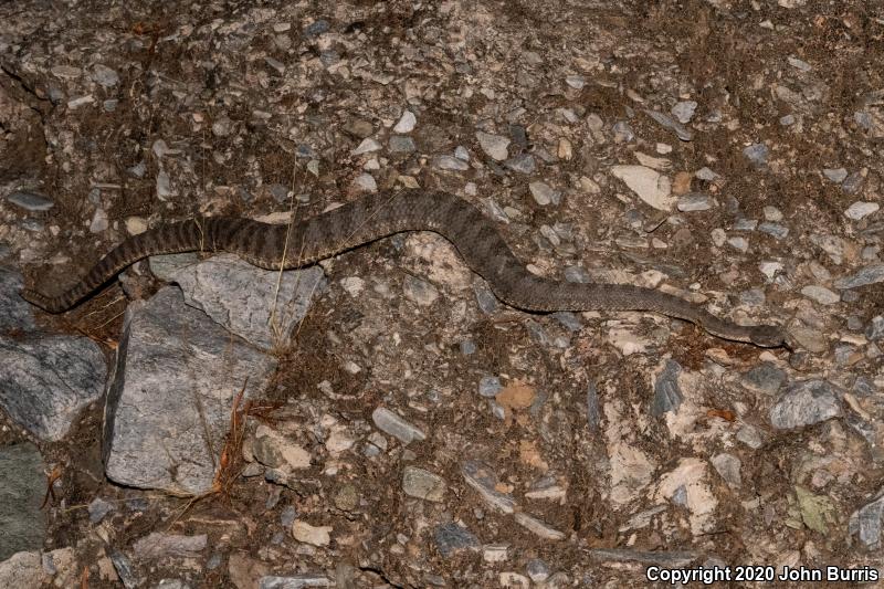 Tiger Rattlesnake (Crotalus tigris)