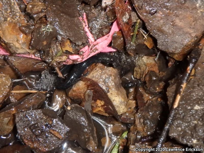 Santa Cruz Black Salamander (Aneides flavipunctatus niger)