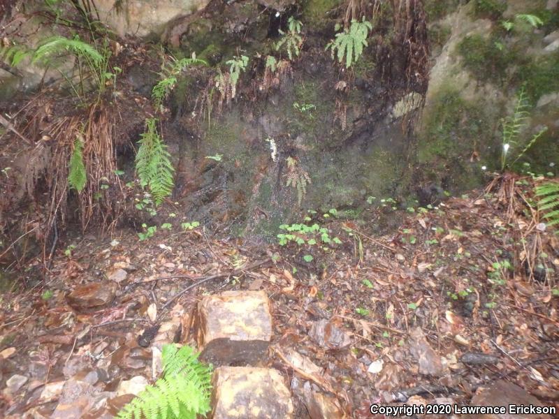 Santa Cruz Black Salamander (Aneides flavipunctatus niger)