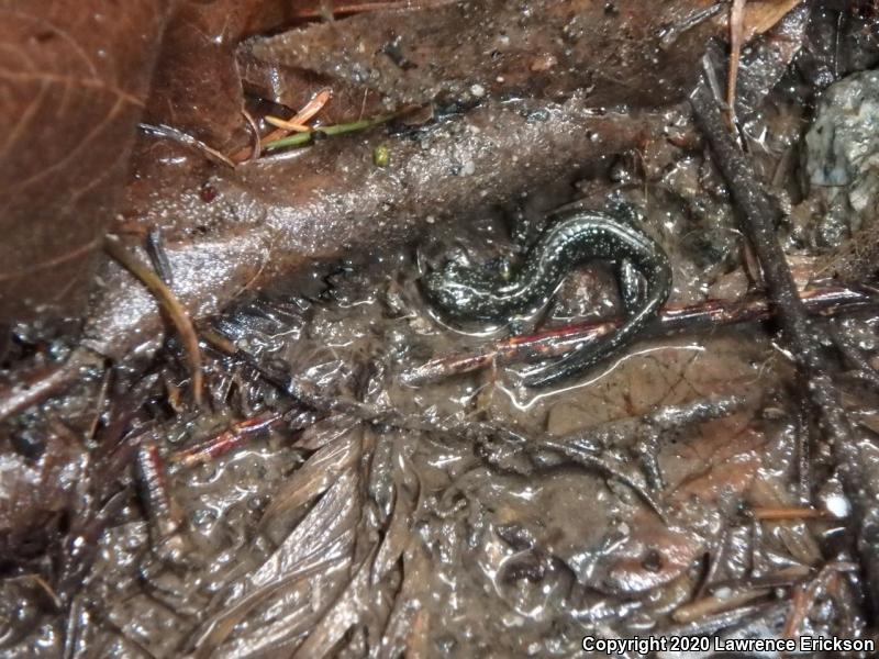 Santa Cruz Black Salamander (Aneides flavipunctatus niger)