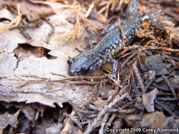 South Carolina Slimy Salamander (Plethodon variolatus)