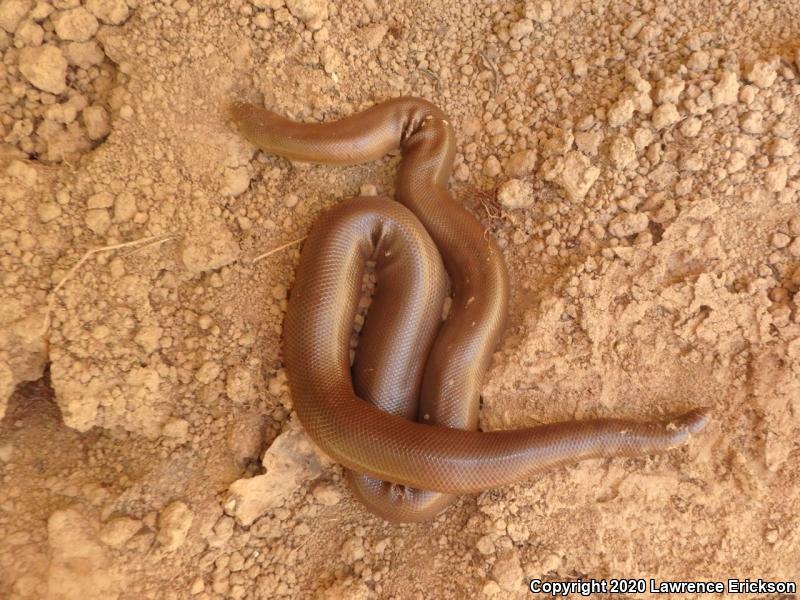 Northern Rubber Boa (Charina bottae)