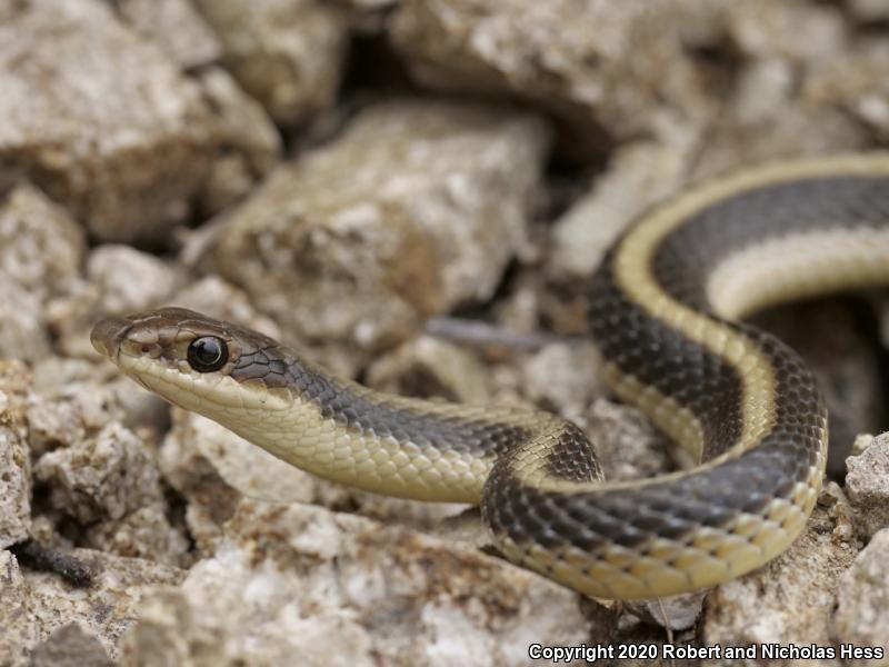 Coast Patch-nosed Snake (Salvadora hexalepis virgultea)