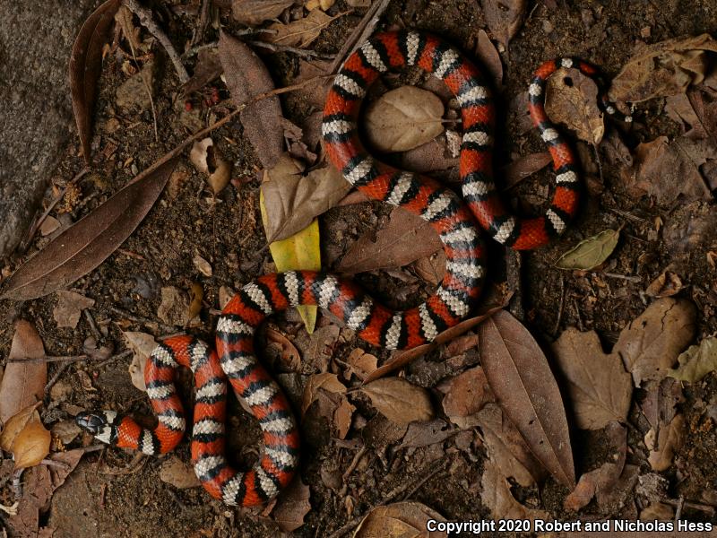 California Mountain Kingsnake (Lampropeltis zonata)