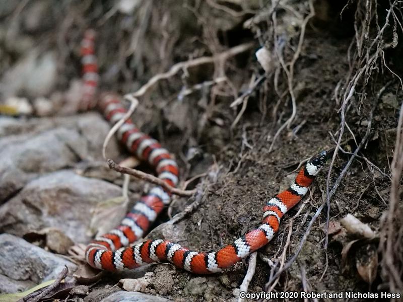 California Mountain Kingsnake (Lampropeltis zonata)