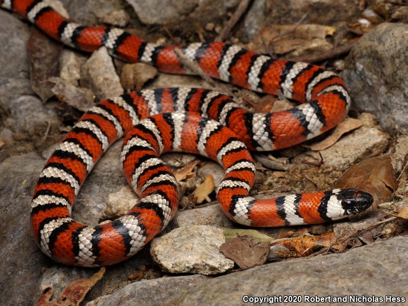 California Mountain Kingsnake (Lampropeltis zonata)