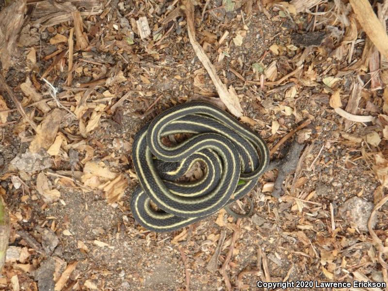 Valley Gartersnake (Thamnophis sirtalis fitchi)