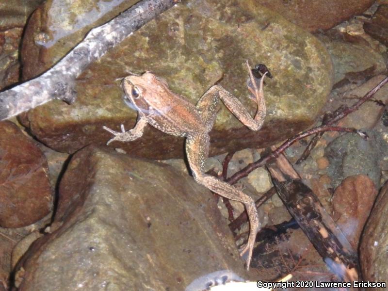 Northern Red-legged Frog (Rana aurora)