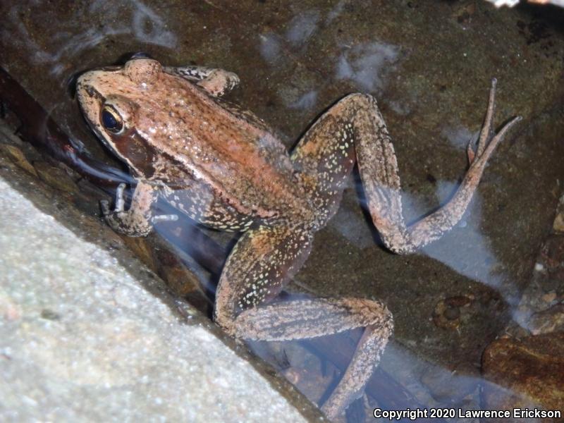 Northern Red-legged Frog (Rana aurora)