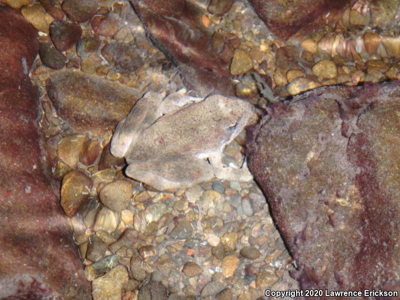 Foothill Yellow-legged Frog (Rana boylii)