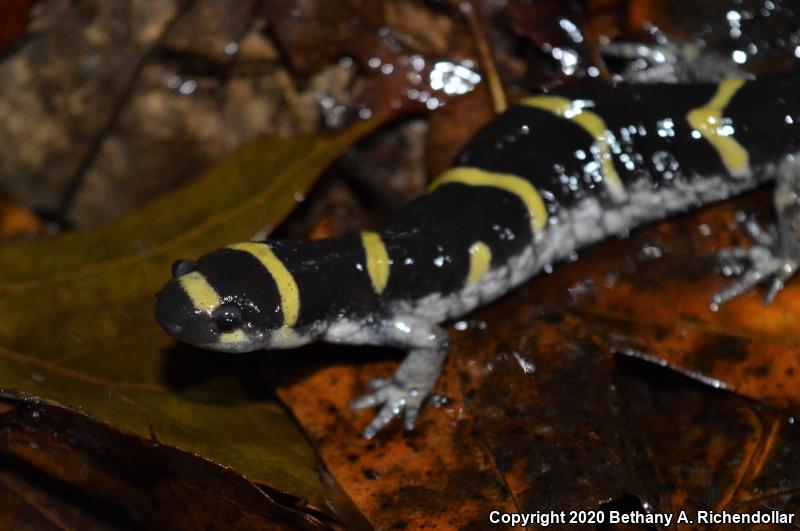 Ringed Salamander (Ambystoma annulatum)