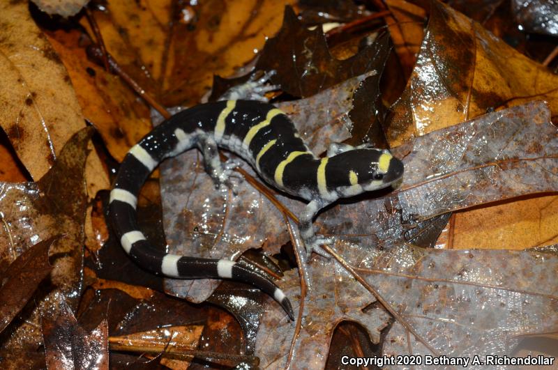 Ringed Salamander (Ambystoma annulatum)