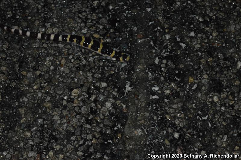 Ringed Salamander (Ambystoma annulatum)