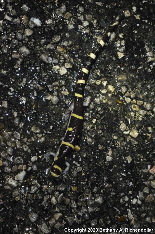 Ringed Salamander (Ambystoma annulatum)